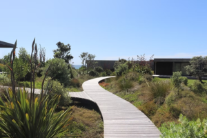 Native garden in Christchurch